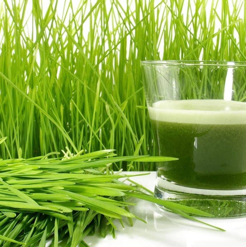wheatgrass